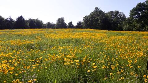 The Unique Honey Farm In Missouri You Absolutely Must Visit This Spring