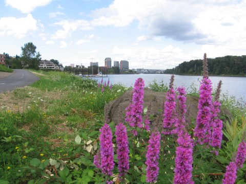 The 5 Most Beautiful Bike Trails You Can Take In Portland