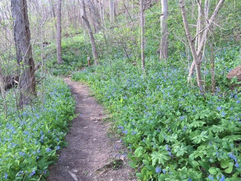 It's Impossible Not To Love This Breathtaking Wild Flower Trail In West Virginia