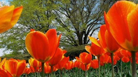 A Trip To Delaware's Neverending Tulip Fields Will Make Your Spring Complete