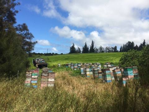 The Enchanting Hawaiian Farm That's Anything But Ordinary