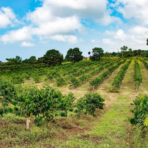 The Awesome Coffee Farm In Hawaii That's Picture Perfect For A Day Trip