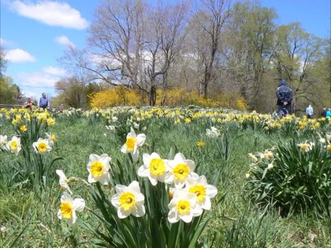 A Trip To Connecticut's Neverending Daffodil Field Will Make Your Spring Complete