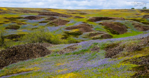 This Breathtaking Field Of Wildflowers In Northern California Looks Like Something From A Dream