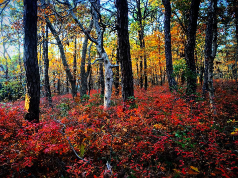 The Atlantic White Cedar Swamp In Massachusetts Looks Like Something From Middle Earth