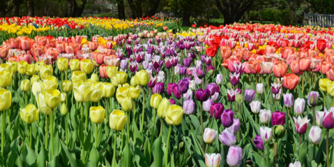 A Trip To South Dakota's Neverending Tulip Field Will Make Your Spring Complete