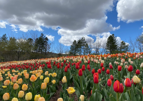 A Trip To Utah's Neverending Tulip Field Will Make Your Spring Complete