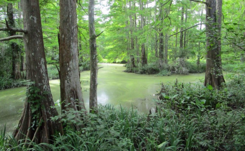 The Outdoor Discovery Park In New Orleans That’s Perfect For A Family Day Trip