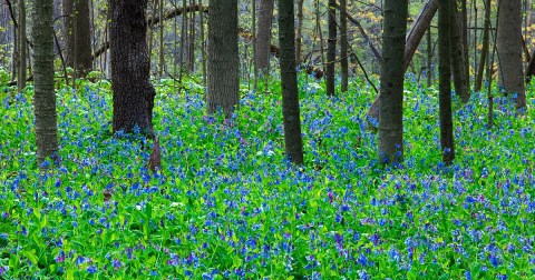 It's Impossible Not To Love This Breathtaking Wild Flower Trail In Maryland