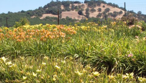 The Gorgeous Flower Farm In Northern California That Will Take Your Breath Away