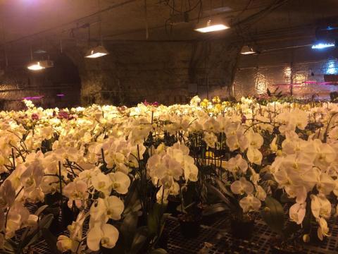 Most People Have No Idea This Stunning Orchid Cave Deep Below Missouri Exists