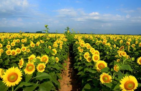 It's Impossible Not To Love This Breathtaking Sunflower Trail In Louisiana