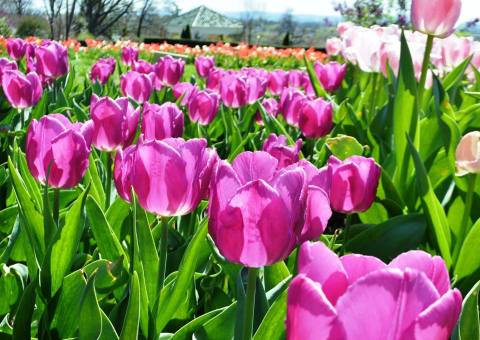 A Trip To Pennsylvania's Neverending Tulip Field Will Make Your Spring Complete