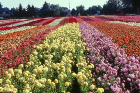 This Enchanting Flower Farm In Oregon Is Pure Magic And You'll Want To Visit