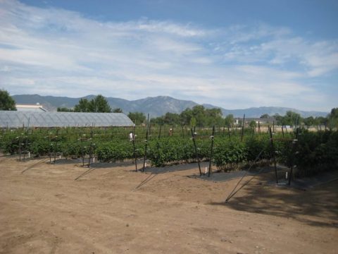 You'll Never Forget Your Trip To This Picture Perfect Nevada Berry Farm