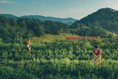 A Trip To North Carolina's Neverending Flower Field Will Make Your Spring Complete