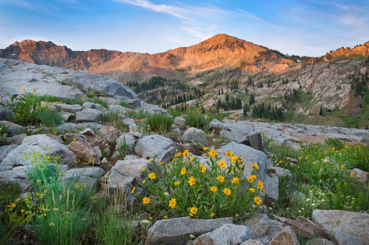 Idaho's Best Wildflower Trails: a Road Trip