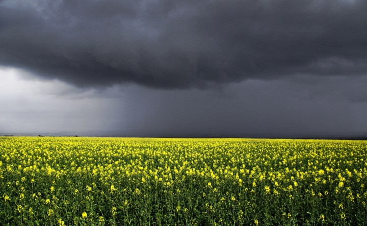 Canola Fields in Bloom in Idaho - A bucket list sight!