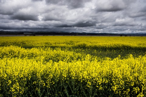 A Trip To Idaho's Neverending Canola Fields Will Make Your Spring Complete