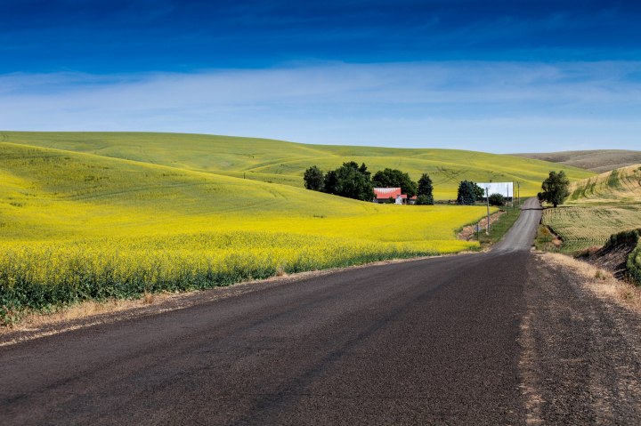 Canola Fields in Bloom in Idaho - A bucket list sight!