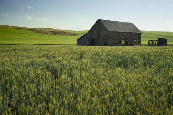 Canola Fields in Bloom in Idaho - A bucket list sight!