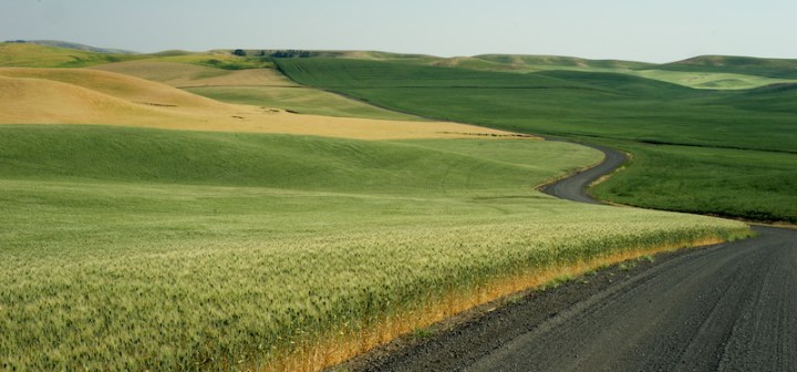 Canola Fields in Bloom in Idaho - A bucket list sight!