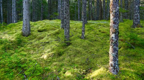 Most People Don't Know This Easy Hike Is Hidden On A Popular Maine Island