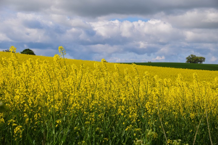 Canola Fields in Bloom in Idaho - A bucket list sight!