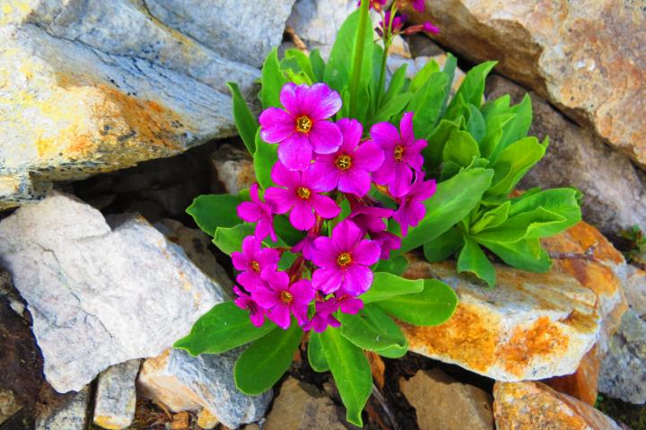 Idaho's Best Wildflower Trails