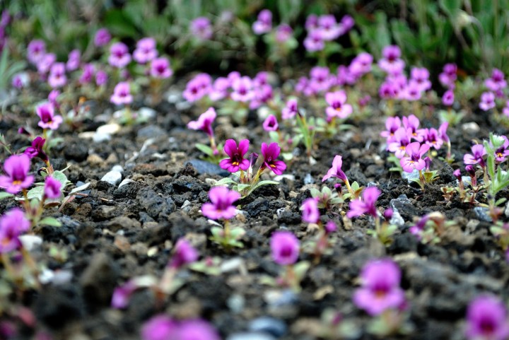 Idaho's Best Wildflower Trails: a Road Trip