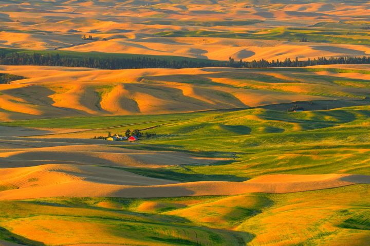 Canola Fields in Bloom in Idaho - A bucket list sight!