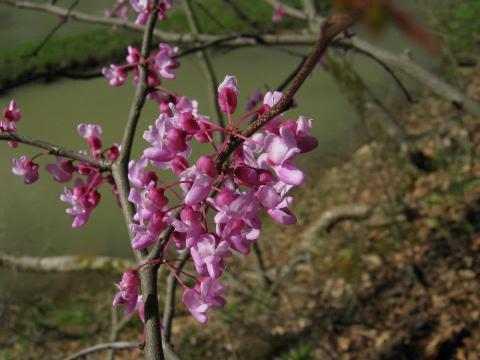 It's Impossible Not To Love This Breathtaking Wild Flower Trail Near Pittsburgh