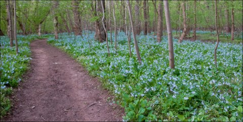 12 Amazing Virginia Hikes Under 3 Miles You'll Absolutely Love