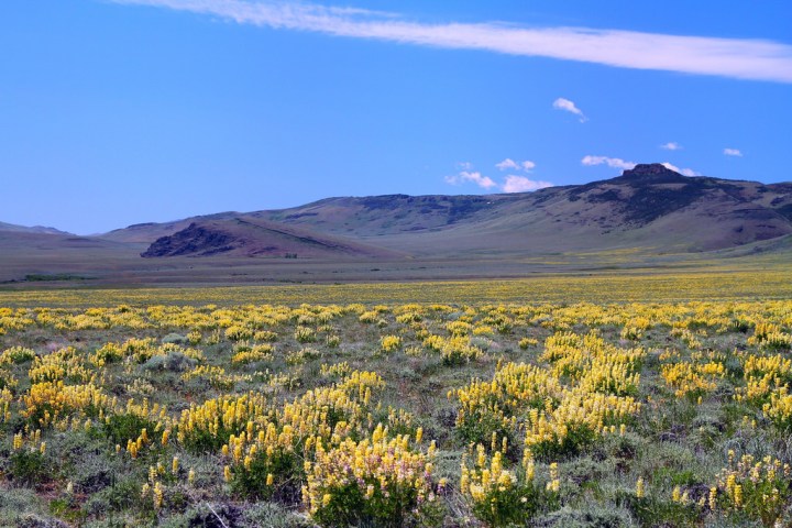 Idaho's Best Wildflower Trails: a Road Trip