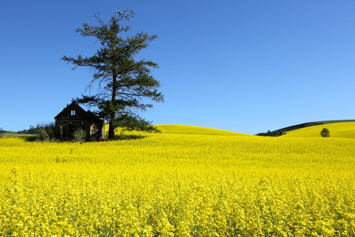 Canola Fields in Bloom in Idaho - A bucket list sight!