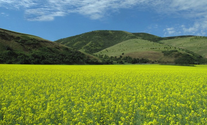 Canola Fields in Bloom in Idaho - A bucket list sight!