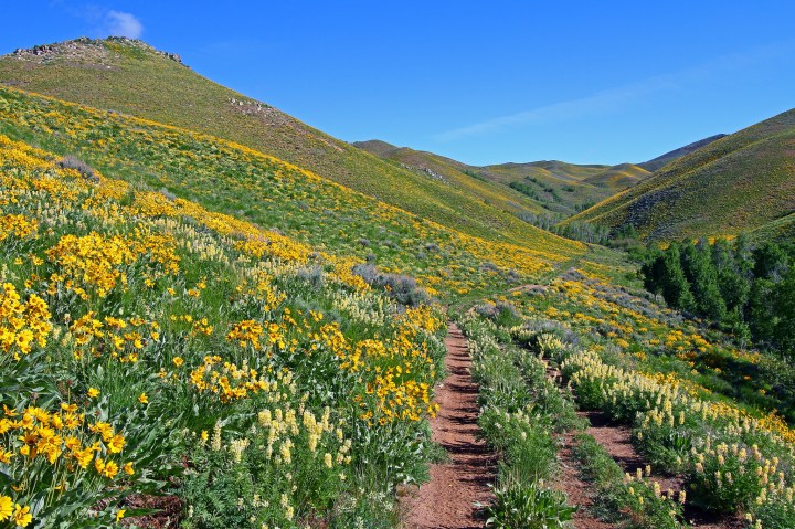 Idaho's Best Wildflower Trails: a Road Trip