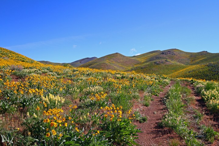 Idaho's Best Wildflower Trails: a Road Trip