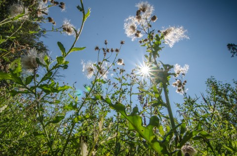 It's Impossible Not To Love This Breathtaking Wild Flower Trail In Wisconsin