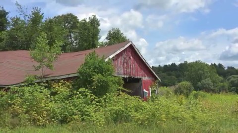 It's Impossible Not To Love This Breathtaking Wild Flower Trail In Connecticut