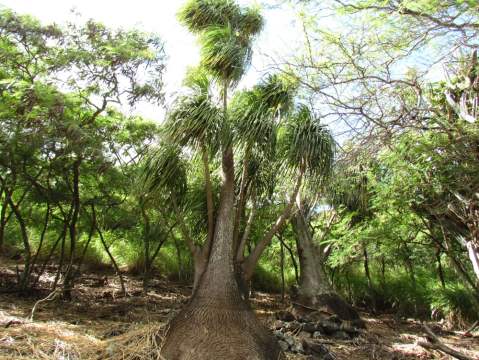 The Enchanted Garden Hiding In Hawaii You’ll Want To Visit This Spring