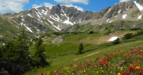 It's Impossible Not To Love This Breathtaking Wild Flower Trail Near Denver