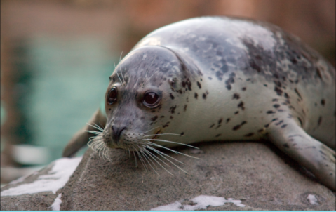 This Epic Alaska Aquarium Is Perfect For A Family Day Trip