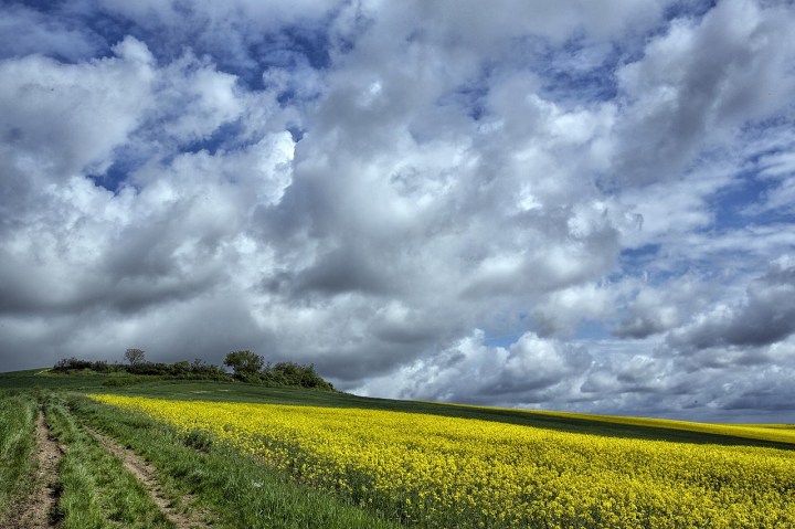 Canola Fields in Bloom in Idaho - A bucket list sight!