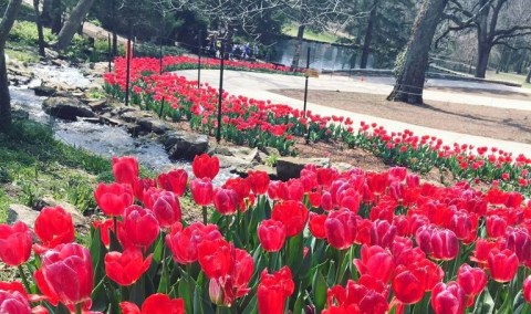 A Trip To Nashvillie's Neverending Flower Fields Will Make Your Spring Complete