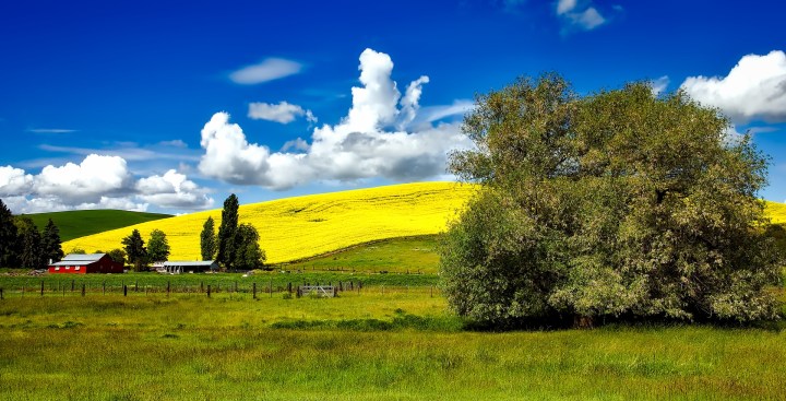 Canola Fields in Bloom in Idaho - A bucket list sight!