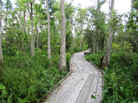 5 Amazing New Orleans Hikes Under 3 Miles You'll Absolutely Love