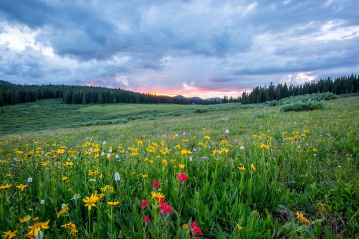 Idaho's Best Wildflower Trails: a Road Trip