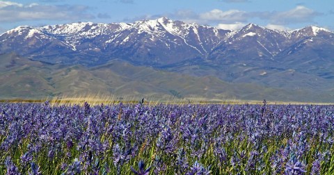 It’s Impossible Not To Love These Breathtaking Wild Flower Trails In Idaho