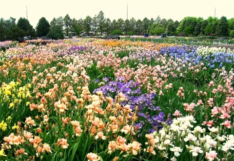 A Trip To Nebraska's Neverending Iris Field Will Make Your Spring Complete